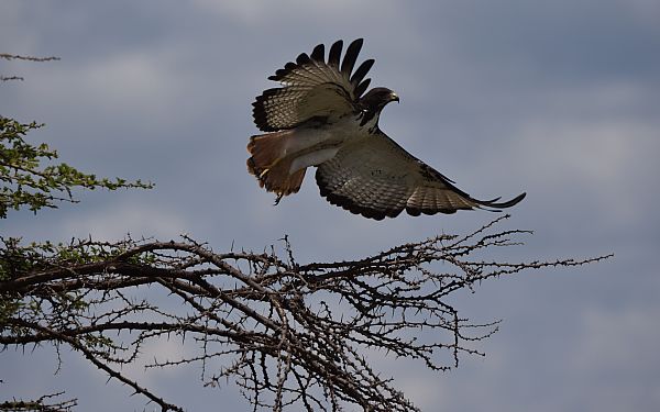 Om safariudtryk - hvad betyder det?