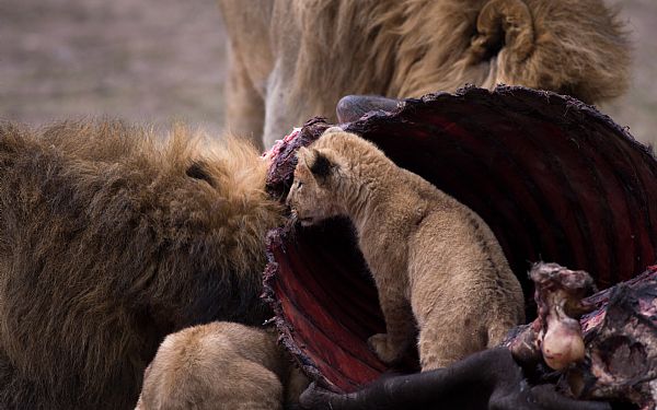 Fra rejseleder Geoffrey p privat safari med familien Christensen