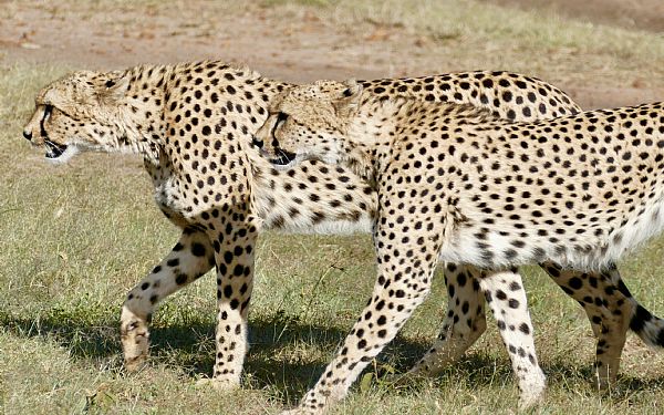 Fra rejseleder Geoffrey p Kenyas Eventyrlige Familie Safari 08.07.2018