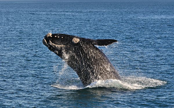 De rette hvaler - Sydlig rethval