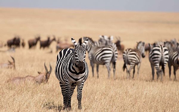 Fra rejseleder Michael p Kenya Drmme Safari 16.07.2018