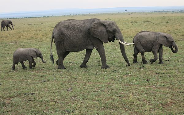 Safari rundrejse i Kenya og badeferie p Zanzibar