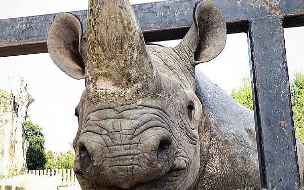 Karsten Ree slipper nsehornet Mandela ls