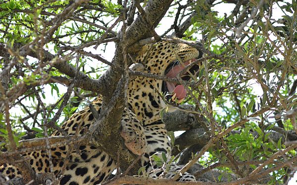 Uddrag af min dagbog (7)