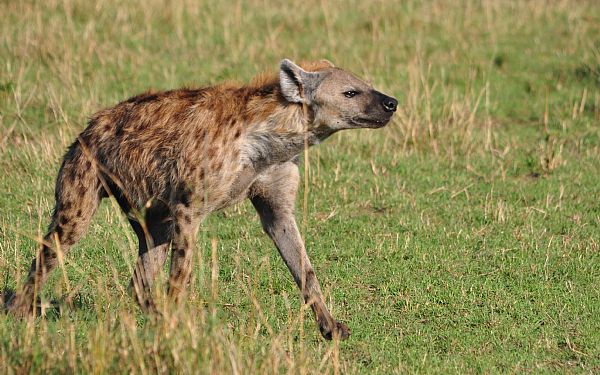 Fra rejseleder Carsten p Kenya Drmme Safari 11.09.2018