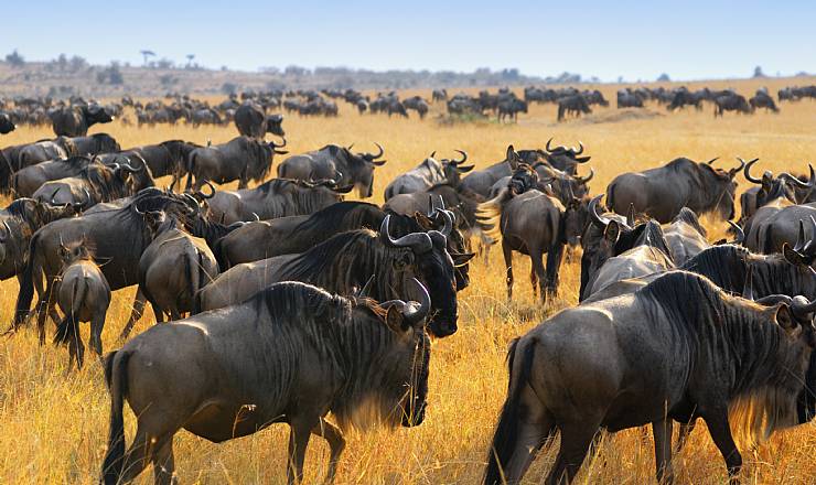 Kenyas store dyrevandring med Geoffrey Sendeu 