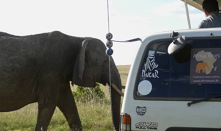 Privat Kenya safari og Zanzibar