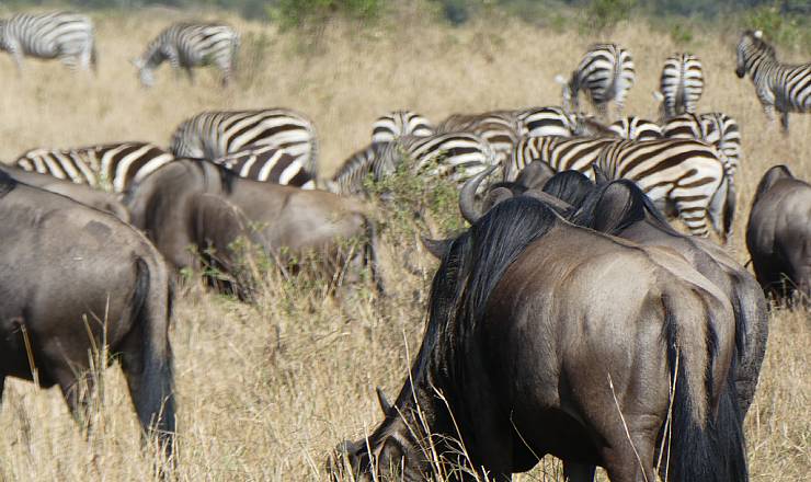 Fra rejseleder Geoffrey p privat safari med familien Frederiksen