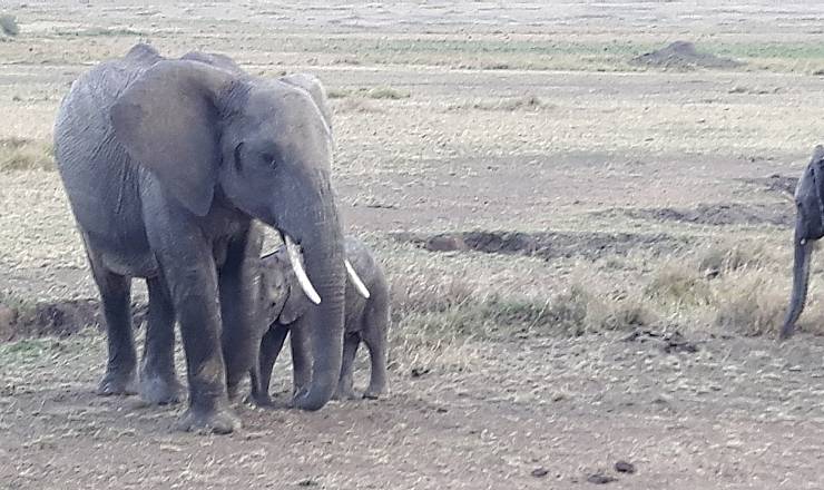 Privat Kenya Safari og Mombasa