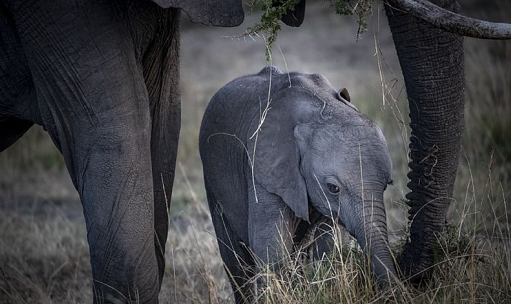 At rejse i Afrika med en 15 mdr. gammel baby