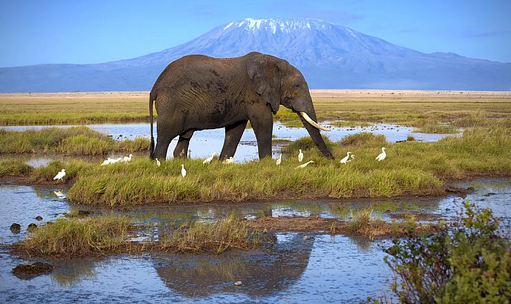 De bedste safariområder i Kenya