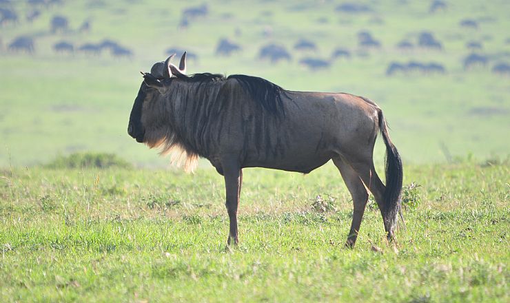 Fra rejseleder Geoffrey p Kenya Familie Safari 10.07.2019