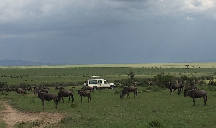 Selve safarien var vild! Vi var s� heldige, at opleve alle dyr t�t p�! 