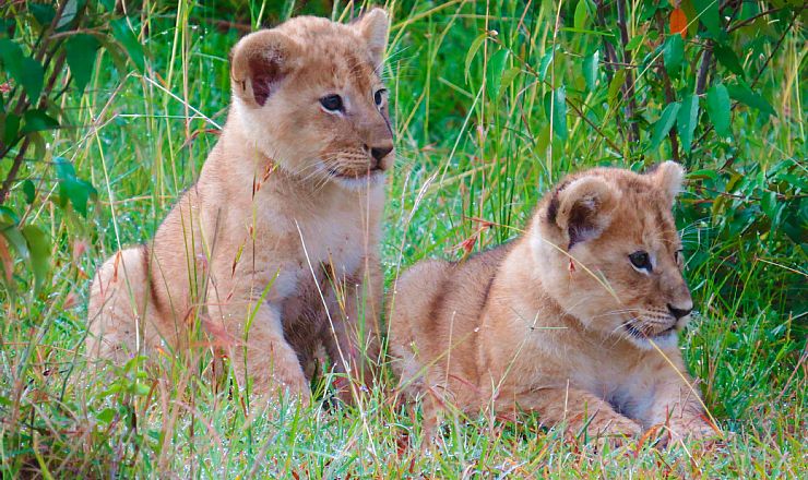 Africa Tours og Ree Park arrangerer helt s�rlig rejse for Ree Parks junior rangers