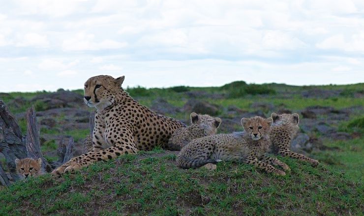 I Baronessens Fodspor med dansk rejseleder i Kenya