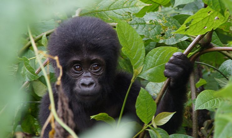 Antallet af bjerggorillaer er stigende