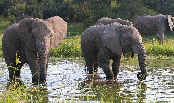 Regnen falder nu endelig i Zimbabwe