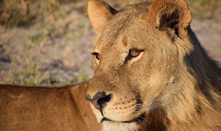 P� privat safari i Aberdare, Samburu, Nakuru og Karen Blixen Camp i Mara