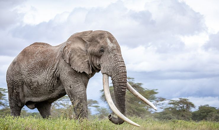 Kenya har mistet en af de helt store