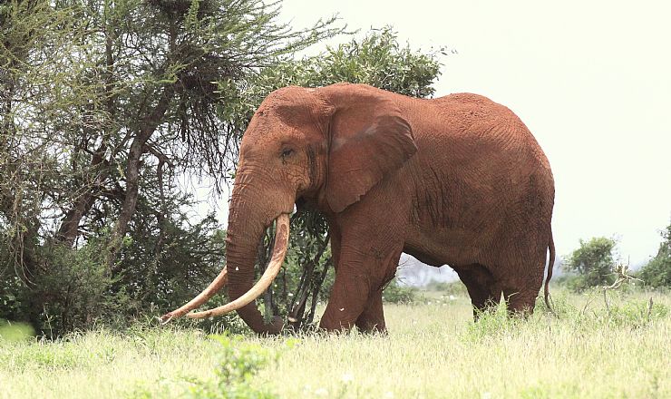 Elefanterne er rde i Tsavo nationalpark i Kenya 