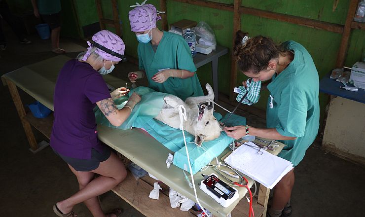 Mara North Conservancy Health Dog Project 