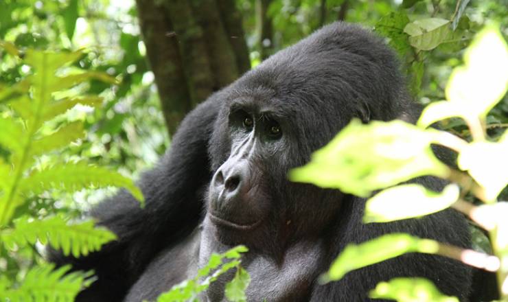 Safarirejse til Kenya og Uganda