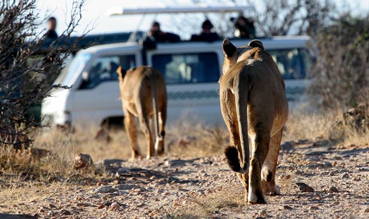 P Kenya Safari med Carsten