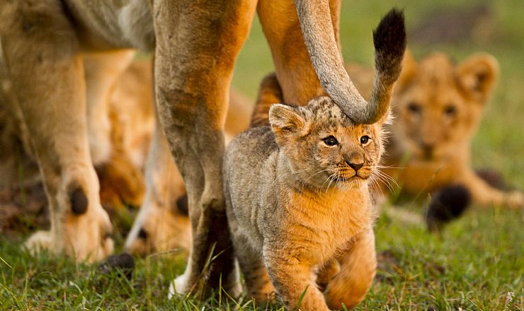 Seneste opdateringer omkring Coronavirus / Covid-19