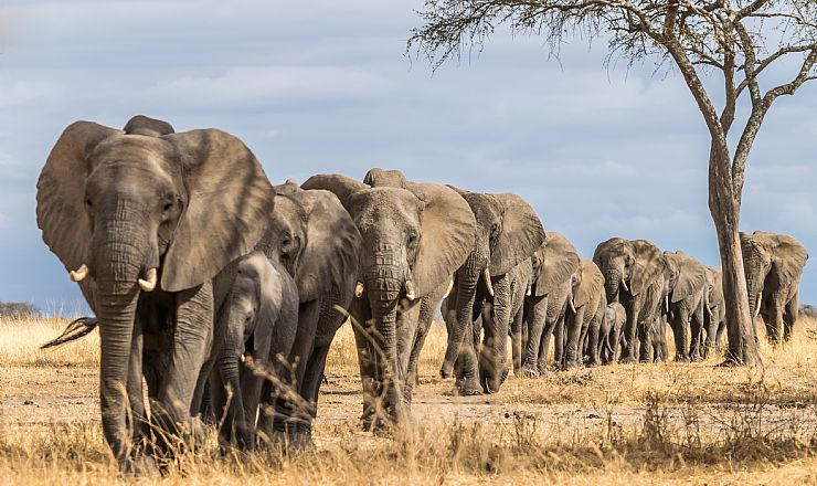 HURRA for Kenyas voksende bestand af elefanter