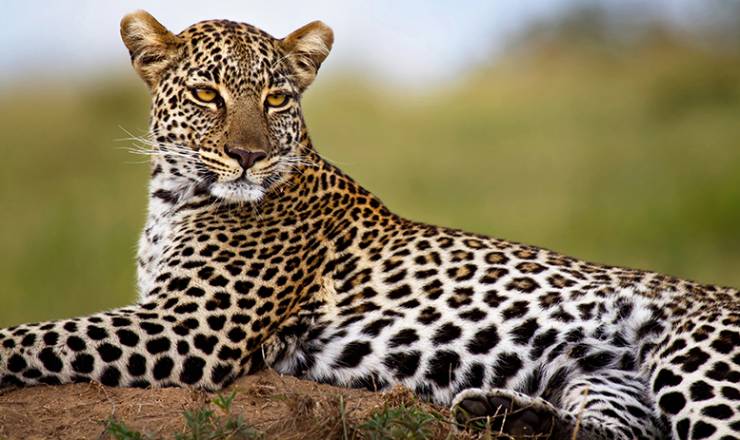 Kenya safari med Nicolai Elmo