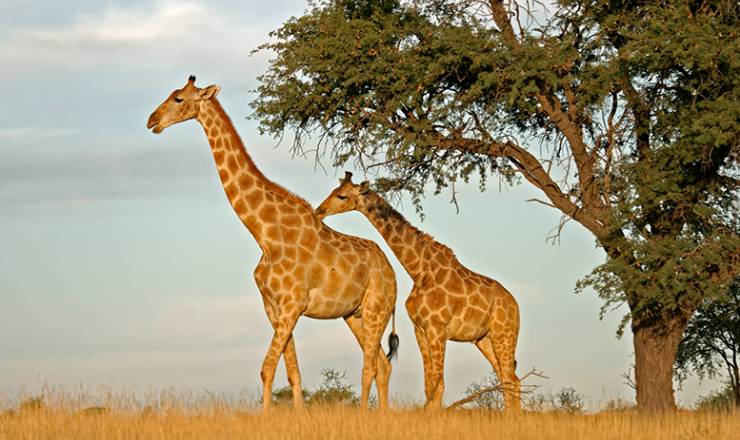 Safari i Sydafrika - p tur med Paw Gosmer