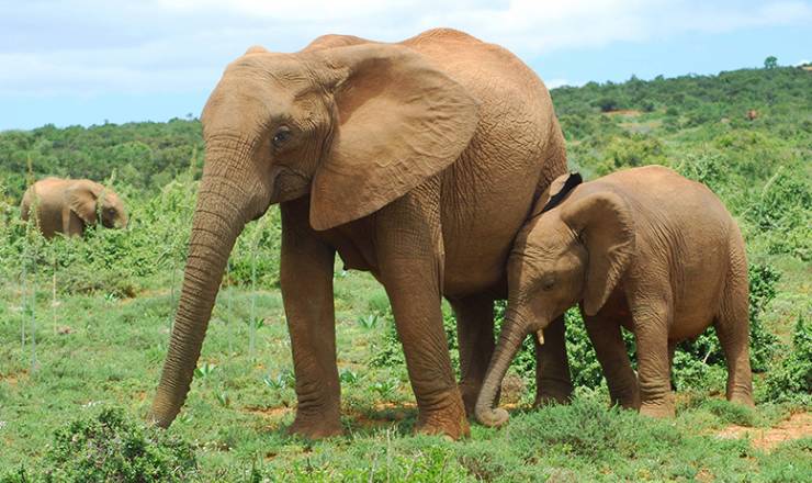 Sydafrika med Paw Gosmer