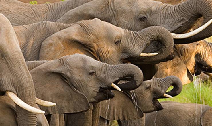 Elefantambassadr i Sydafrika