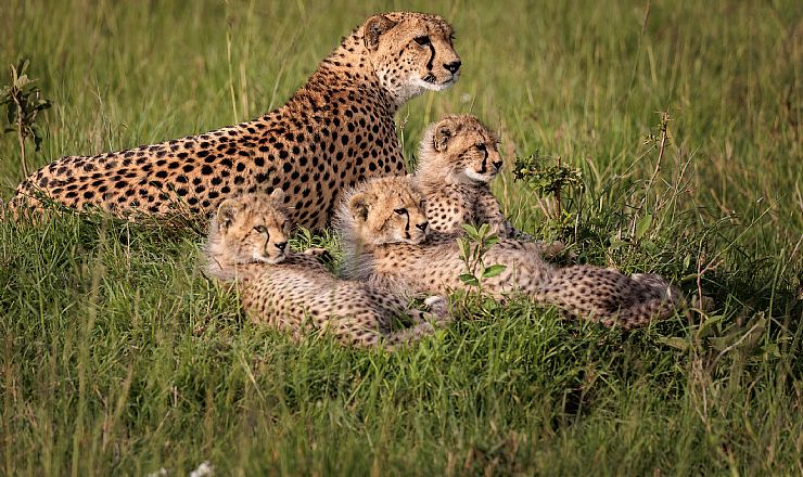 Endnu en fantastisk tur til sknne Kenya og Karen Blixen Camp