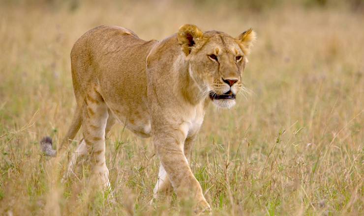 P Kenya Drmmesafari med Geoffrey