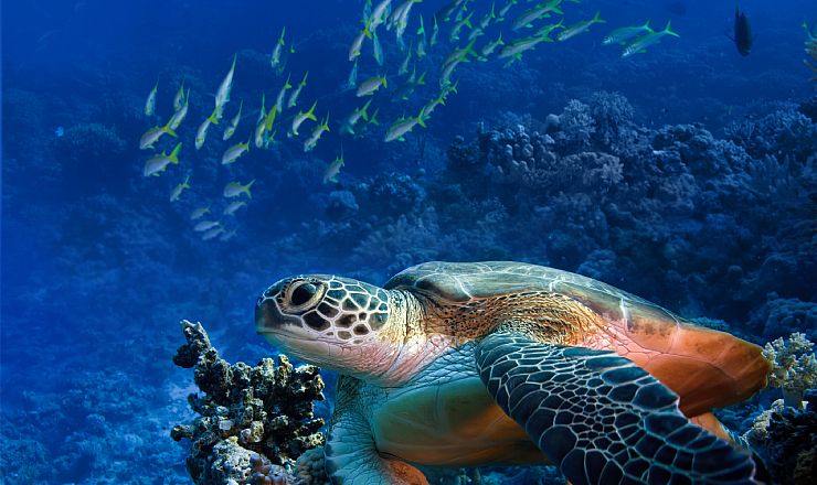 Snorkel- og dykkerture Zanzibar 