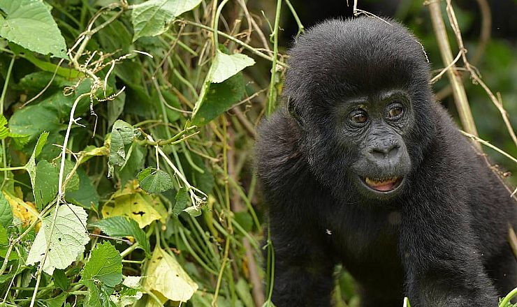 Slut med PCR test for rejser til Afrika 