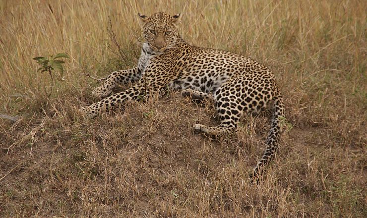 En helt fantastisk rejse med hele familien til Kenya