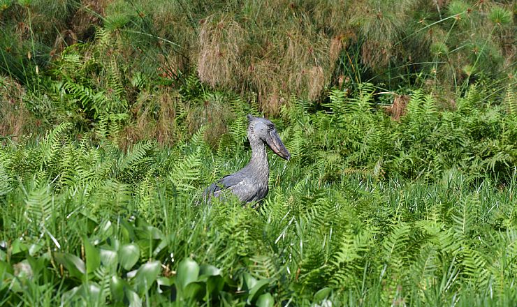 Hold da op for en fantastisk tur til Uganda