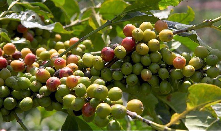 Besg en kaffefarm