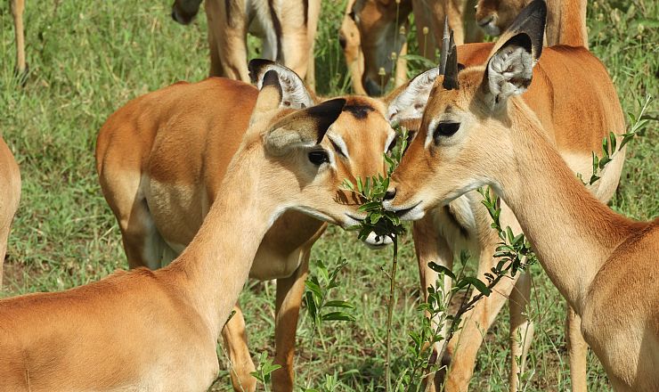 Hvor er det bedst at tage p safari i Afrika?