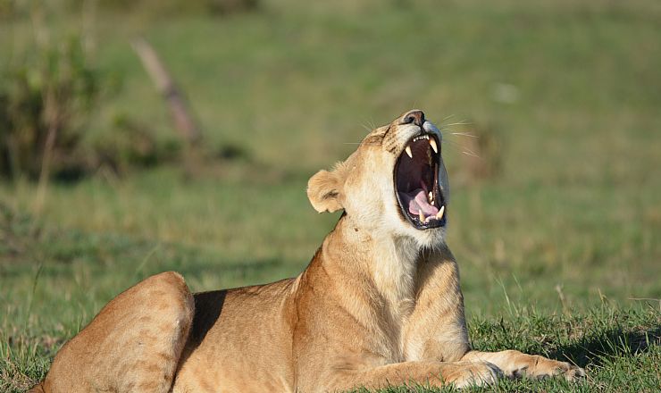 Hvad er det bedste safariland i Afrika?