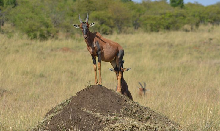 Er det dyrt at rejse til Afrika?