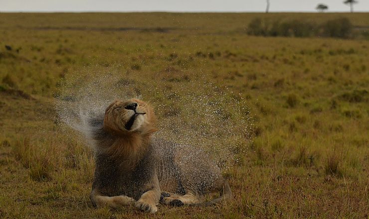 Hvornr er det regntid i Afrika?