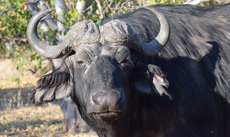 Hvilke dyr kan jeg se p safari?