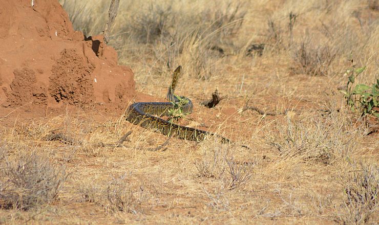 Ser man slanger p safari?