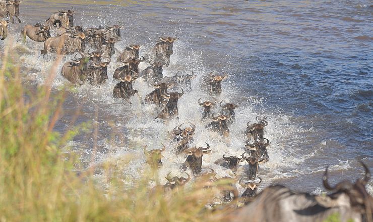 Hvornr er den store migration i Kenya?