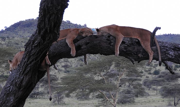 Hvornr er det bedst at rejse til Tanzania?