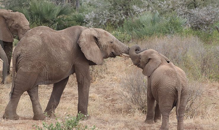 Hvornår er det bedst at rejse på safari i Tanzania?