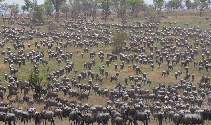 Hvornr er den store migration i Tanzania?